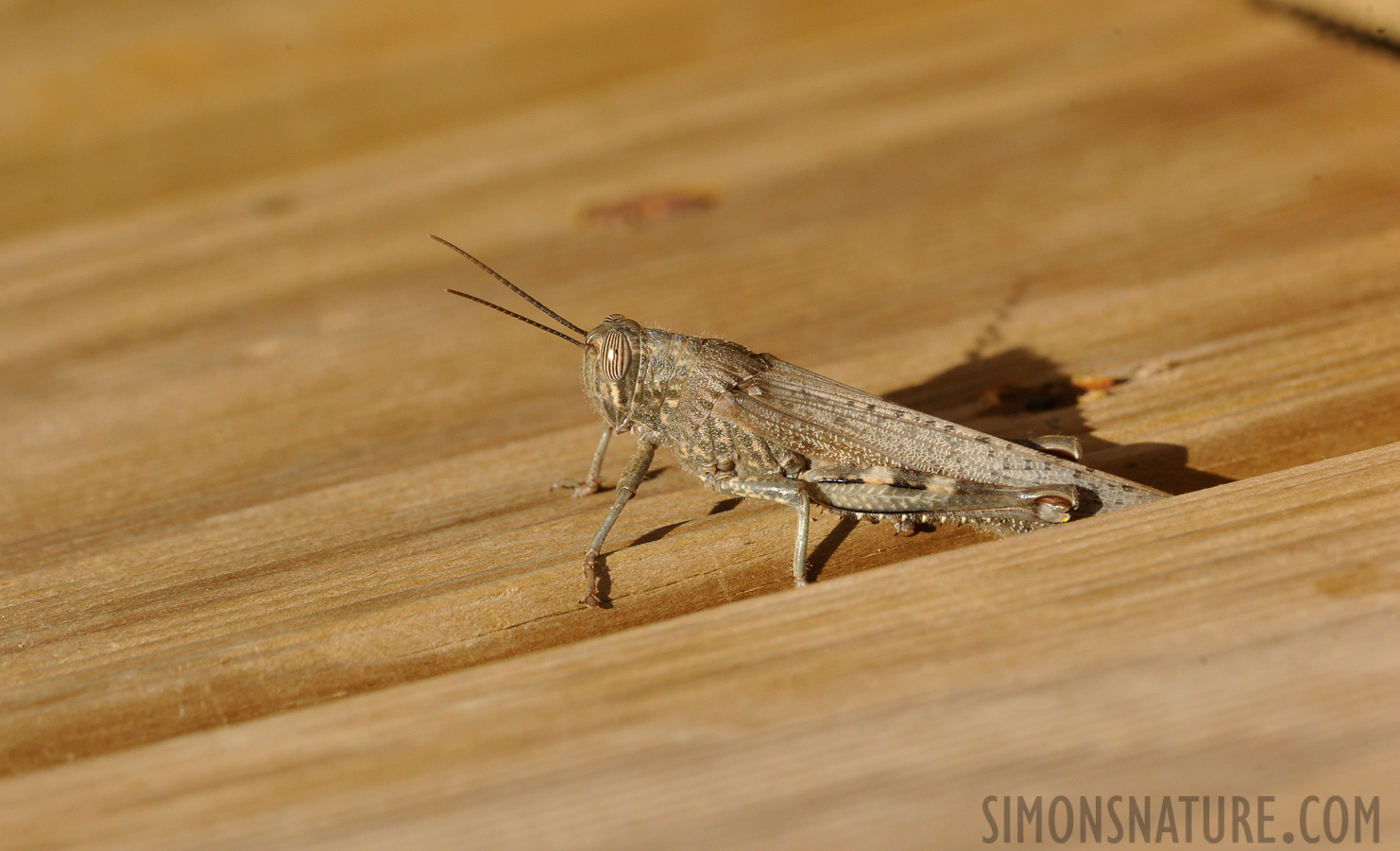 Anacridium aegyptium [550 mm, 1/640 sec at f / 14, ISO 1600]